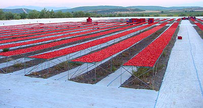 Chinese Sundried Tomatoes 