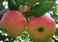 Fresh Natural Apples