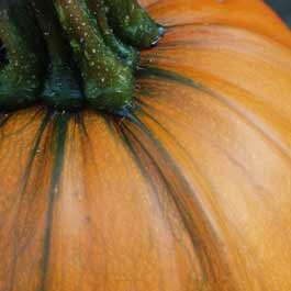 pumpkin